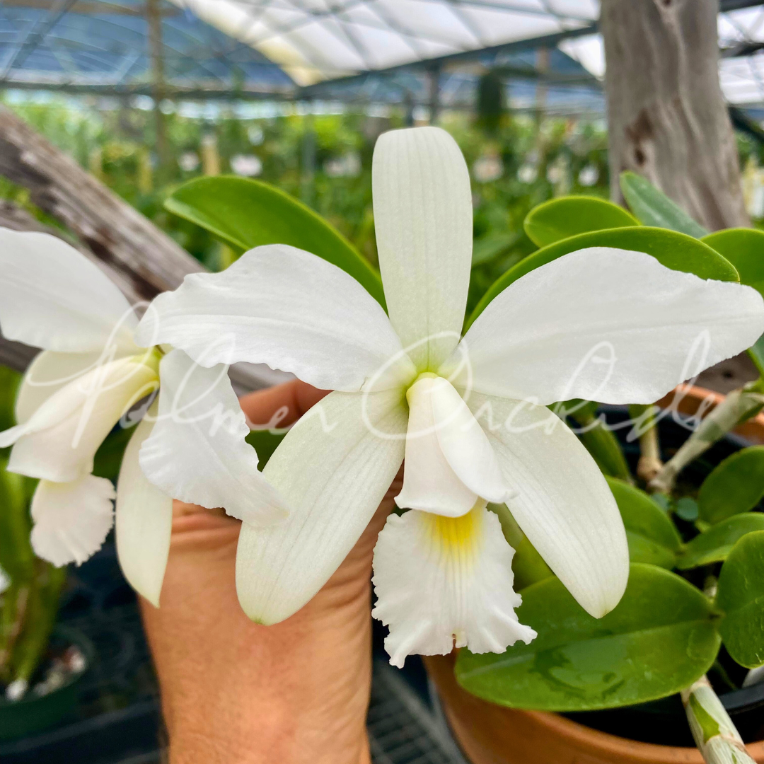 洋蘭原種カトレア C.violacea alba('OCN W' x 'Valter Rocha) 洋ラン
